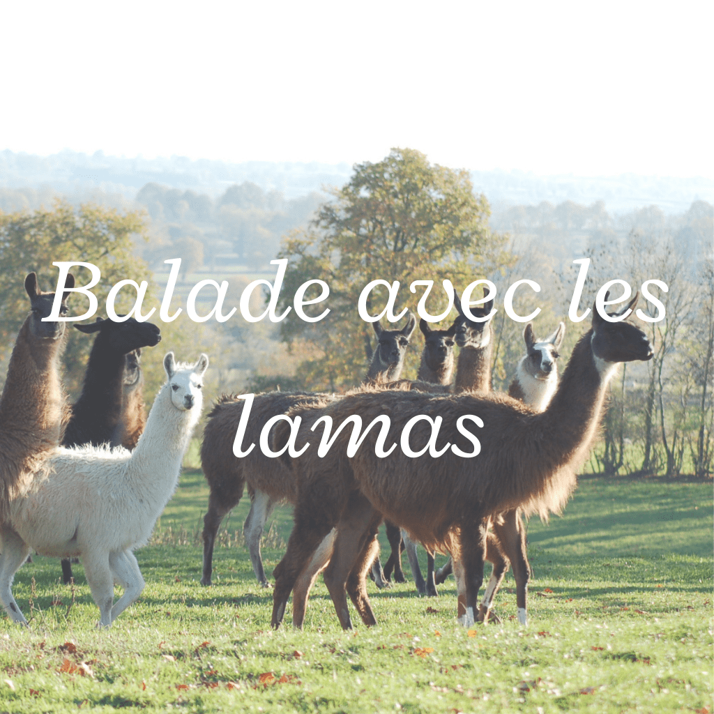 été_Balade_lamas_ferme_Activités_ariège