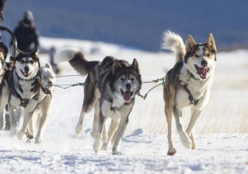 chien-de-traineau-istock-stefonlinton